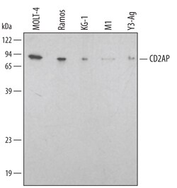 Human/Mouse/Rat CD2AP Antibody, R D Systems 25&mu;g; Unlabeled:Antibodies,