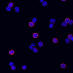 Human CD3 epsilon Alexa Fluor 594-conjugated Antibody, R D Systems 25 Tests;