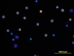 Mouse CD3 Antibody, R D Systems 25&mu;g; Unlabeled:Antibodies, Monoclonal