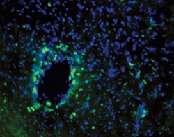 Mouse CD3 Antibody, R D Systems 25&mu;g; Unlabeled:Antibodies, Monoclonal