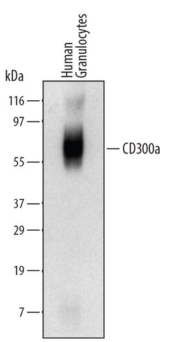 Human CD300a/LMIR1 Antibody, R D Systems 25&mu;g; Unlabeled:Antibodies,