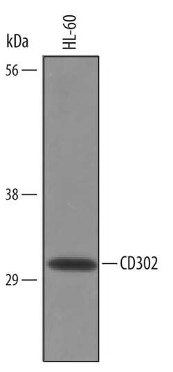 Human CD302/CLEC13A Antibody, R D Systems 100&mu;g; Unlabeled:Antibodies,