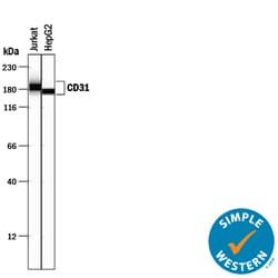 Human CD31/PECAM-1 Antibody, R D Systems 25&mu;g; Unlabeled:Antibodies,