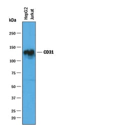 Human CD31/PECAM-1 Antibody, R D Systems 25&mu;g; Unlabeled:Antibodies,