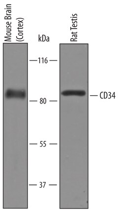 Mouse/Rat CD34 Antibody, R D Systems 100&mu;g; Unlabeled:Antibodies, Polyclonal