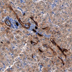 Human CD34 Antibody, R D Systems 100&mu;g; Unlabeled:Antibodies, Polyclonal
