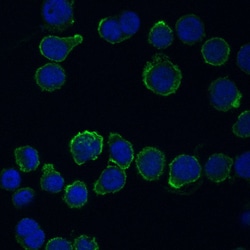 Human CD34 Alexa Fluor 488-conjugated Antibody, R D Systems 100 Tests;