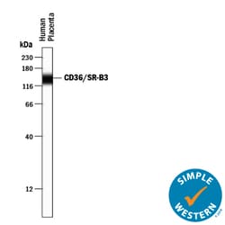 Human CD36/SR-B3 Antibody, R D Systems 25&mu;g; Unlabeled:Antibodies, Polyclonal