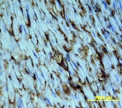 Mouse CD36/SR-B3 Antibody, R D Systems 25&mu;g; Unlabeled:Antibodies, Monoclonal