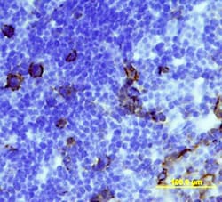 Mouse CD36/SR-B3 Antibody, R D Systems 25&mu;g; Unlabeled:Antibodies, Monoclonal