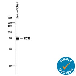 Mouse CD38 Antibody, R D Systems 25&mu;g; Unlabeled:Antibodies, Polyclonal