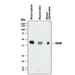 Mouse CD38 Antibody, R D Systems 25&mu;g; Unlabeled:Antibodies, Polyclonal