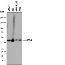 Human CD38 Antibody, R D Systems 100ug; Unlabeled:Antibodies, Monoclonal