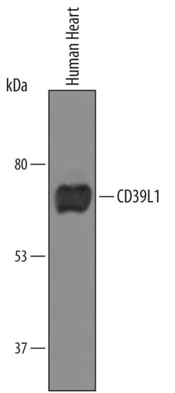 Human CD39L1/ENTPD2 Antibody, R D Systems 25&mu;g; Unlabeled:Antibodies,