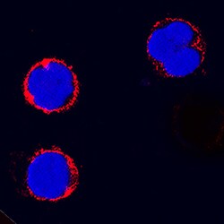 Canine CD4 Antibody, R D Systems 100ug; Unlabeled:Antibodies, Monoclonal