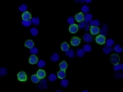 Human CD4 Antibody, R D Systems:Antibodies:Primary Antibodies