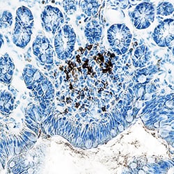 Mouse CD4 Antibody, R D Systems 100&mu;g; Unlabeled:Antibodies, Monoclonal