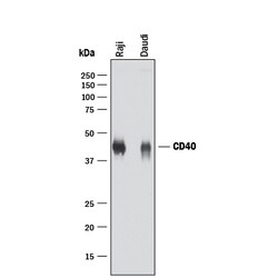 Human CD40/TNFRSF5 Antibody, R D Systems 100&mu;g; Unlabeled:Antibodies,