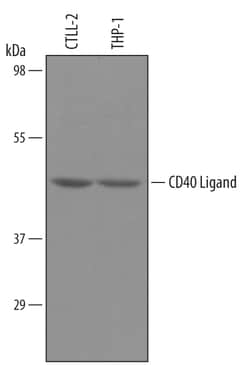 Human CD40 Ligand/TNFSF5 Antibody, R D Systems 25&mu;g; Unlabeled:Antibodies,