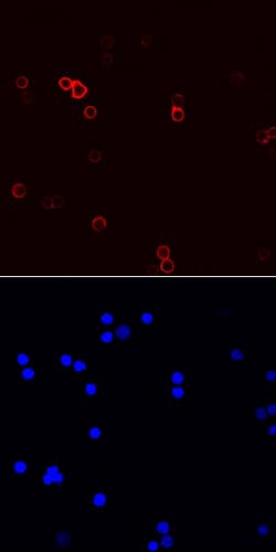 Mouse/Rat/Porcine/Equine CD44 Antibody, R D Systems 100&mu;g; Unlabeled:Antibodies,
