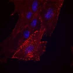 Mouse/Rat/Porcine/Equine CD44 Antibody, R D Systems 100&mu;g; Unlabeled:Antibodies,