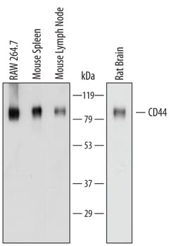 Mouse/Rat/Porcine/Equine CD44 Antibody, R D Systems 100&mu;g; Unlabeled:Antibodies,