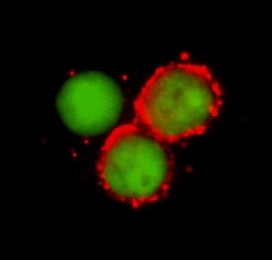Human CD44v3 Antibody, R D Systems 200 &mu;g | Buy Online | R&D Systems | Fisher Scientific