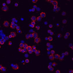 Human CD44s Pan Specific Antibody, R D Systems 100ug; Unlabeled:Antibodies,