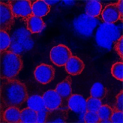 Human CD45 Biotinylated Antibody, R D Systems 100ug; Biotin:Antibodies,