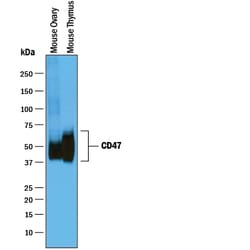 Mouse/Rat CD47 N-terminal IgV-like Extracellular Domain Antibody, R D Systems