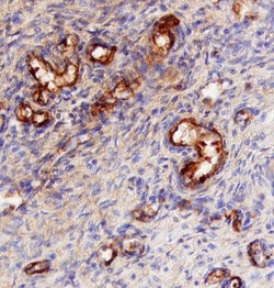 Human CD47 Antibody, R D Systems 100&mu;g; Unlabeled:Antibodies, Polyclonal