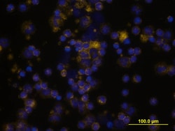 Human CD55/DAF Biotinylated Antibody, R D Systems 50&mu;g; Biotin:Antibodies,