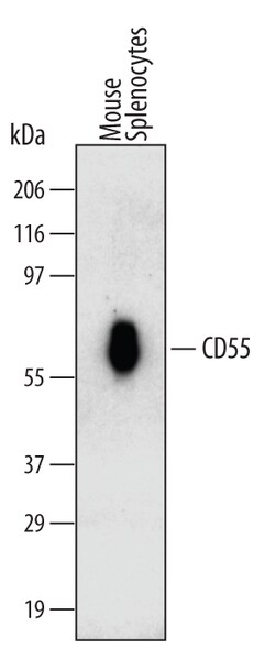 Mouse CD55/DAF Antibody, R D Systems 100ug; Unlabeled:Antibodies, Monoclonal
