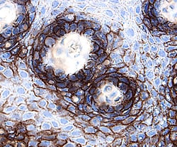 Human CD58/LFA-3 Antibody, R D Systems 100&mu;g; Unlabeled:Antikörper