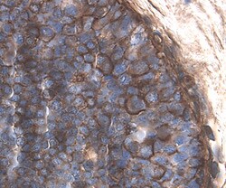 Human CD59 Antibody, R D Systems 25&mu;g; Unlabeled:Antibodies, Polyclonal