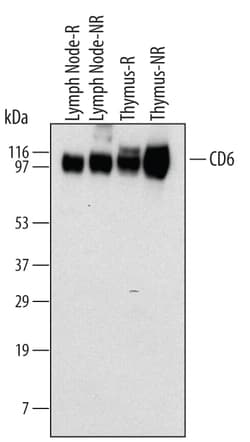 Mouse CD6 Antibody, R D Systems 25&mu;g; Unlabeled:Antibodies, Monoclonal