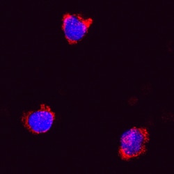 Human CD68/SR-D1 Antibody, R D Systems 25 &mu;g | Buy Online | R&D Systems | Fisher Scientific