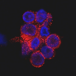 Human CD69 Antibody, R D Systems 25&mu;g; Unlabeled:Antibodies, Monoclonal