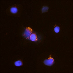 Human CD7 Antibody, R D Systems 25&mu;g; Unlabeled:Antibodies, Polyclonal