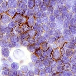 Human CD7 Antibody, R D Systems 25&mu;g; Unlabeled:Antibodies, Polyclonal