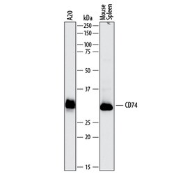 Mouse CD74 Antibody, R D Systems 25&mu;g; Unlabeled:Antibodies, Polyclonal