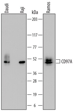 Human CD79A Antibody, R D Systems 25&mu;g; Unlabeled:Antibodies, Monoclonal