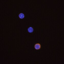 Mouse CD8 alpha Biotinylated Antibody, R D Systems 250 &mu;g | Buy Online | R&D Systems | Fisher Scientific