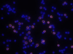 Mouse CD8 alpha Antibody, R D Systems 25&mu;g; Unlabeled:Antibodies, Monoclonal