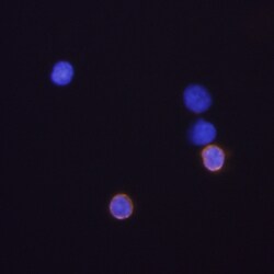 Mouse CD8 alpha Antibody, R D Systems 25&mu;g; Unlabeled:Antibodies, Monoclonal