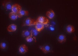 Human CD83 Antibody, R D Systems 500ug; Unlabeled:Antibodies, Monoclonal