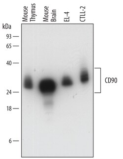 Mouse CD90/Thy1 Antibody, R D Systems 100&mu;g; Unlabeled:Antibodies, Polyclonal
