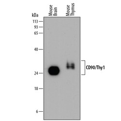 Mouse CD90/Thy1 Antibody, R D Systems 100ug; Unlabeled:Antibodies, Monoclonal