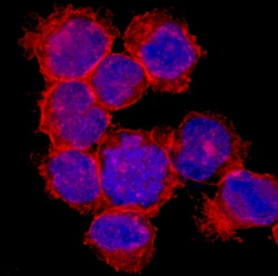 Human CD98 Antibody, R D Systems 100ug; Unlabeled:Antibodies, Monoclonal