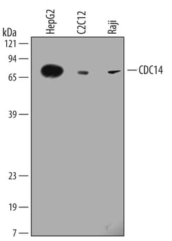 Human/Mouse/Rat CDC14 Antibody, R D Systems 25&mu;g; Unlabeled:Antibodies,